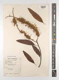 Image result for Faurea rochetiana