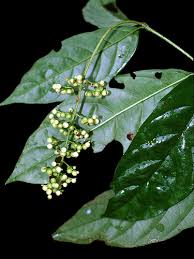 Image result for Bertiera