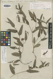 Image result for Crotalaria huillensis