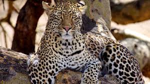You may even have the chance to appreciate the extraordinary power. 10 Day Serengeti Great Adventure Big Cats Safari