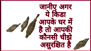 3 how do you control bagworms? Plaster Bagworm On Wall