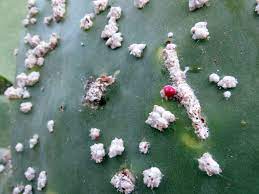 The vast amount of cacti can only be outcompeted by the huge quantity of fungal varieties. What To Do About Cochineal On Cacti And Prickly Pear Plants Life Is A Garden