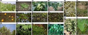 Image result for Salacia stuhlmanniana