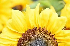 Musim panas akhirnya tiba dan tidak ada yang mengatakan musim panas seperti bunga matahari yang cantik! Bunga Putih Alam Flora Bunga Musim Panas Closeup Daun Bunga Bunga Matahari Cantik Cerah Pxfuel