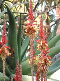 Image result for Aloe lutescens