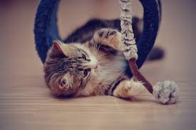 Malaysia's najib razak is another known cat lover. Should I Adopt A Cat A Few Things To Consider Hill S Pet