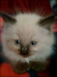 This Looks Just Like My Missy When She Was A Kitten Baby Cats Cute Animals Cute Cats