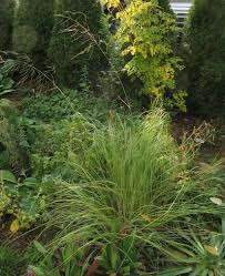 Image result for Eragrostis curvula