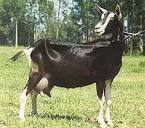 Goat breeds: British Alpine