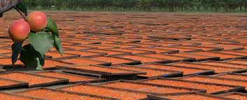 Image result for Apricot 1972 Hussmann