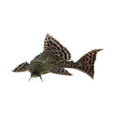 Ikan hias mas koki atau carassius auratus memiliki sirip ekor ganda yang disebabkan oleh mutasi. Jual Produk Ikan Hias Air Tawar Amazon Plecostomus Sikumis