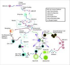 After the protein piece is made. Schematic Diagram Of The Mrna Based Vaccine Targeted To The Spike Download Scientific Diagram