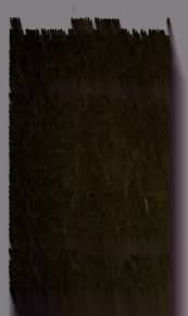 Image result for Syngonanthus robinsonii