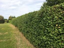 Image result for indiánská borůvka obrázek