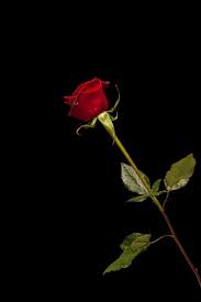 Scarica Gratis Fragile Rosa Su Sfondo Nero In 2020 Aesthetic Roses Red Rose Pictures Rose Wallpaper