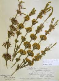 Image result for Tetragonia calycina