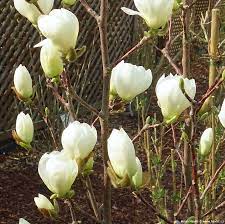 Flower size is similar to denudata. Magnolia Jade Lamp Havlis Cz