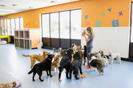 Job responsibilities include, supervision of play groups, picking up after dogs, cleaning & disinfecting… Dog Daycare Startup Tips And Suggestions