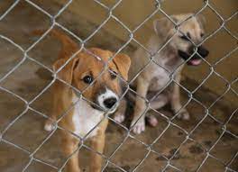 Never from a puppy mill. Adopting Free Puppies Vs Buying Puppies For Sale Petmd Petmd