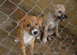 She is up to date on shots and. Adopting Free Puppies Vs Buying Puppies For Sale Petmd Petmd