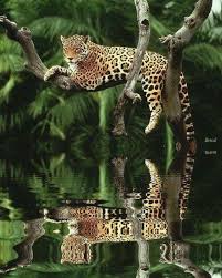 Leopard Lying On A Tree Branch Animals Wild Animals Beautiful Cats