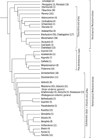 Image result for Melastomastrum segregatum