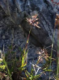 Image result for Pentameris