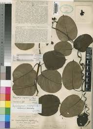 Image result for Parquetina calophylla