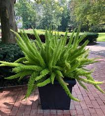 Asparagus densiflorus 'myers' is related to the asparagus fern 'sprengeri'. Pin Auf Houseplants