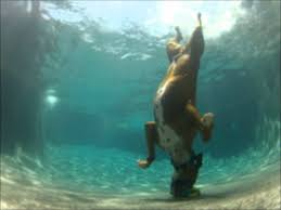 Pool Diving Boxer Dog He Swims Under Water I Just Love This Boxer Dogs Dog Swimming Best Dog Training
