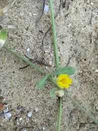 Image result for Launaea violacea