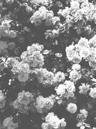 We have a massive amount of hd images that will make your computer or smartphone look absolutely fresh. Black And White Aesthetic Flower Wallpapers Top Free Black And White Aesthetic Flower Backgrounds Wallpaperaccess