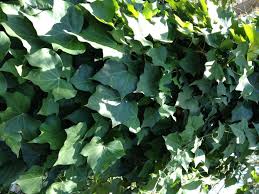 Hedera canariensis is a species of ivy (genus hedera) which is native to the atlantic coast in canary islands and northern africa. Hedera Canariensis Common Name Canary Island Ivy 175mm Pot Dawsons Garden World