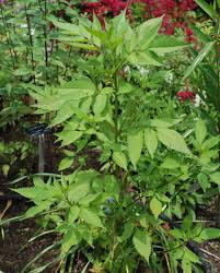 Image result for Bidens ugandensis