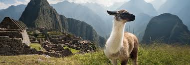 We used black seed beads for the llamas eyes! Difference Between Llama And Alpaca Peru Hop