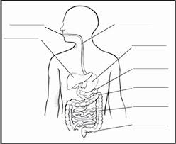 You can make it as simple as you like by drawing lots of squiggles and keeping the shape round. Easy Drawing Pencil Easy Drawing Human Digestive System Diagram Novocom Top