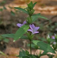 Image result for Barleria cristata