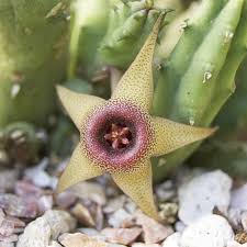 Image result for Huernia procumbens
