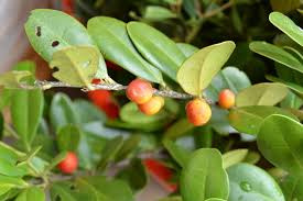 Image result for Diospyros ferrea