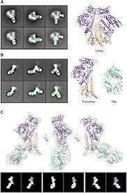Disassembly of HIV envelope glycoprotein trimer immunogens is driven by  antibodies elicited via immunization | Science Advances