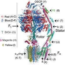 Atp synthase is one of the wonders of the molecular world. High Resolution Cryo Em Analysis Of The Yeast Atp Synthase In A Lipid Membrane Science