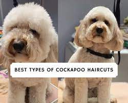 Whether you are about to welcome a cockapoo into your family or are planning on investing in one of these beautiful and friendly creatures, there is a lot you one of the big questions many people ask is when a cockapoo should have its first haircut. Best Types Of Cockapoo Haircuts With Pictures 2021 We Love Doodles