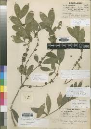 Image result for Tricalysia pallens