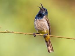 Image result for Stipularia africana