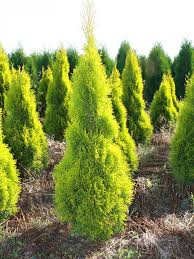 Welche heckenscheren sind gut geeignet? Thuja Lebensbaum Kaufen Pflanzenhof Moosheide