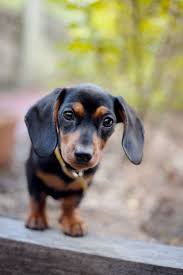 Black And Brown Long Haired Dachshund Puppy My Girl Lyla The Black And Tan Mini Miniature Dachshund Sausage Dog Puppy At Play Dachshund Breed Dog Names Clever Dog