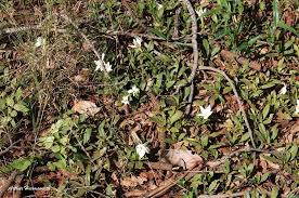 Image result for Leptactina platyphylla