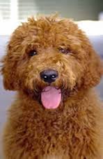 The 14 Different Australian Labradoodle Coat Colors