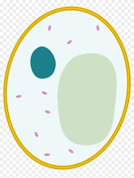 Cells Clipart Yeast Simple Animal Cell Unlabeled Hd Png Download 2000x2454 2069316 Pngfind