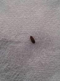 How about graphic previously mentioned? Natureplus Tiny Black Bugs Around The House